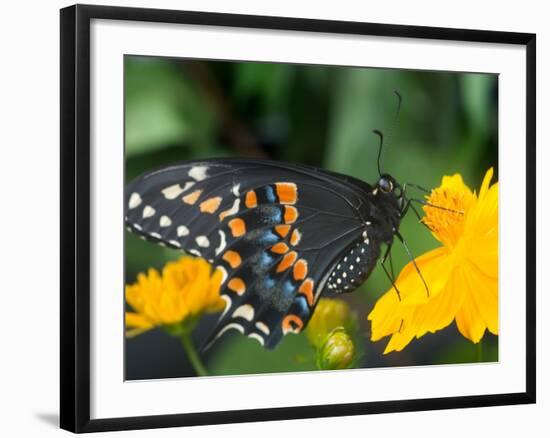 Male Black Swallowtail on Yellow Cosmos, Florida-Maresa Pryor-Framed Photographic Print