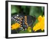 Male Black Swallowtail on Yellow Cosmos, Florida-Maresa Pryor-Framed Photographic Print