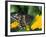 Male Black Swallowtail on Yellow Cosmos, Florida-Maresa Pryor-Framed Photographic Print