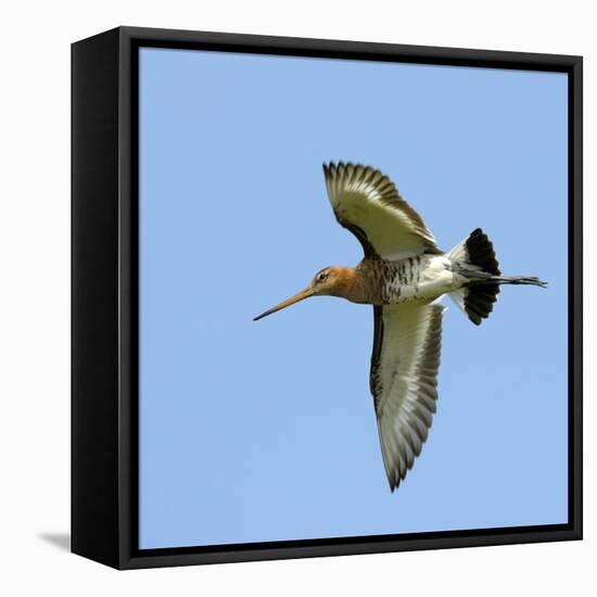 Male Black-Tailed Godwit (Limosa Limosa) In Flight, Marais Breton, Brittany - Bretagne-Loic Poidevin-Framed Stretched Canvas