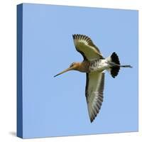 Male Black-Tailed Godwit (Limosa Limosa) In Flight, Marais Breton, Brittany - Bretagne-Loic Poidevin-Stretched Canvas