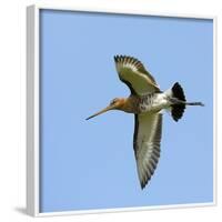 Male Black-Tailed Godwit (Limosa Limosa) In Flight, Marais Breton, Brittany - Bretagne-Loic Poidevin-Framed Photographic Print