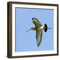 Male Black-Tailed Godwit (Limosa Limosa) In Flight, Marais Breton, Brittany - Bretagne-Loic Poidevin-Framed Photographic Print