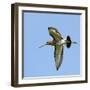 Male Black-Tailed Godwit (Limosa Limosa) In Flight, Marais Breton, Brittany - Bretagne-Loic Poidevin-Framed Photographic Print