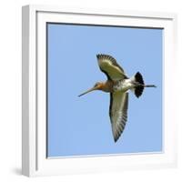 Male Black-Tailed Godwit (Limosa Limosa) In Flight, Marais Breton, Brittany - Bretagne-Loic Poidevin-Framed Photographic Print