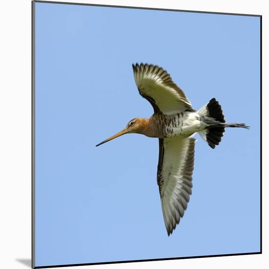 Male Black-Tailed Godwit (Limosa Limosa) In Flight, Marais Breton, Brittany - Bretagne-Loic Poidevin-Mounted Photographic Print