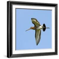 Male Black-Tailed Godwit (Limosa Limosa) In Flight, Marais Breton, Brittany - Bretagne-Loic Poidevin-Framed Photographic Print