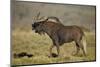 Male Black Wildebeest (White-Tailed Gnu (Connochaetes Gnou) Calling-James Hager-Mounted Photographic Print