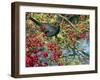 Male Blackbird feeding on berries in Hawthorn hedgerow, UK-Ernie Janes-Framed Photographic Print