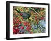 Male Blackbird feeding on berries in Hawthorn hedgerow, UK-Ernie Janes-Framed Photographic Print