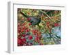 Male Blackbird feeding on berries in Hawthorn hedgerow, UK-Ernie Janes-Framed Photographic Print