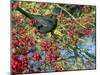 Male Blackbird feeding on berries in Hawthorn hedgerow, UK-Ernie Janes-Mounted Photographic Print