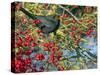 Male Blackbird feeding on berries in Hawthorn hedgerow, UK-Ernie Janes-Stretched Canvas