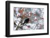 Male Blackbird feeding on berries in winter, Germany-Konrad Wothe-Framed Photographic Print