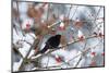 Male Blackbird feeding on berries in winter, Germany-Konrad Wothe-Mounted Photographic Print
