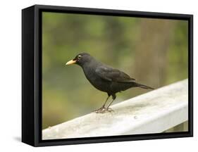 Male Blackbird Sitting on a Garden Rail in the Rain-Ashley Cooper-Framed Stretched Canvas