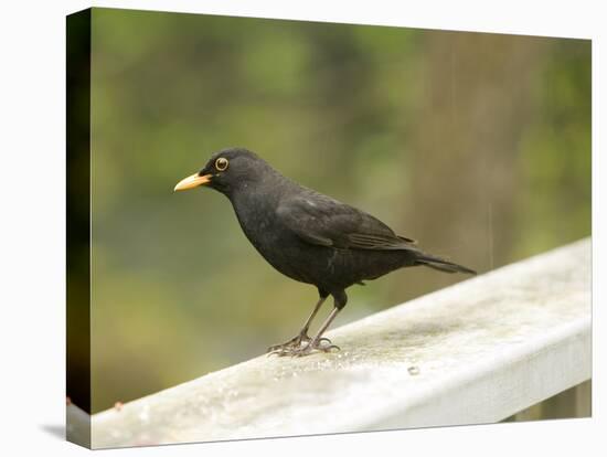 Male Blackbird Sitting on a Garden Rail in the Rain-Ashley Cooper-Stretched Canvas