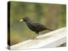 Male Blackbird Sitting on a Garden Rail in the Rain-Ashley Cooper-Stretched Canvas