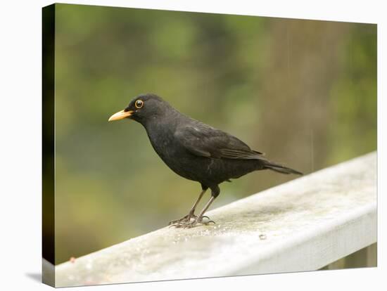 Male Blackbird Sitting on a Garden Rail in the Rain-Ashley Cooper-Stretched Canvas