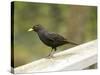 Male Blackbird Sitting on a Garden Rail in the Rain-Ashley Cooper-Stretched Canvas