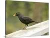 Male Blackbird Sitting on a Garden Rail in the Rain-Ashley Cooper-Stretched Canvas