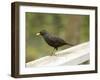 Male Blackbird Sitting on a Garden Rail in the Rain-Ashley Cooper-Framed Photographic Print