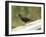 Male Blackbird Sitting on a Garden Rail in the Rain-Ashley Cooper-Framed Photographic Print