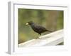 Male Blackbird Sitting on a Garden Rail in the Rain-Ashley Cooper-Framed Photographic Print