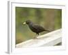 Male Blackbird Sitting on a Garden Rail in the Rain-Ashley Cooper-Framed Photographic Print