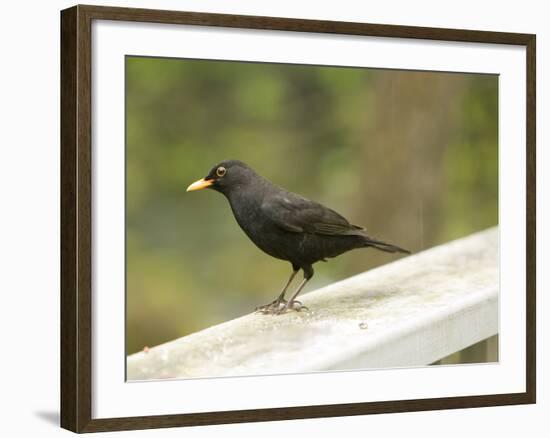 Male Blackbird Sitting on a Garden Rail in the Rain-Ashley Cooper-Framed Photographic Print