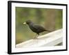 Male Blackbird Sitting on a Garden Rail in the Rain-Ashley Cooper-Framed Photographic Print