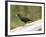 Male Blackbird Sitting on a Garden Rail in the Rain-Ashley Cooper-Framed Photographic Print