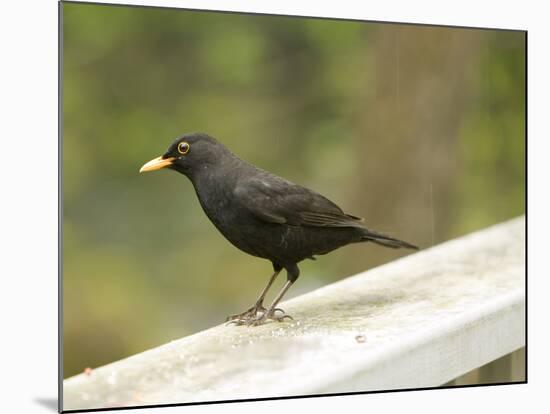 Male Blackbird Sitting on a Garden Rail in the Rain-Ashley Cooper-Mounted Photographic Print