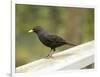 Male Blackbird Sitting on a Garden Rail in the Rain-Ashley Cooper-Framed Photographic Print