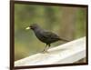 Male Blackbird Sitting on a Garden Rail in the Rain-Ashley Cooper-Framed Photographic Print