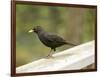 Male Blackbird Sitting on a Garden Rail in the Rain-Ashley Cooper-Framed Photographic Print