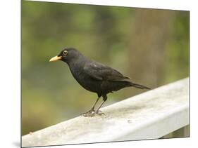 Male Blackbird Sitting on a Garden Rail in the Rain-Ashley Cooper-Mounted Photographic Print