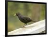 Male Blackbird Sitting on a Garden Rail in the Rain-Ashley Cooper-Framed Photographic Print