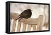 Male Blackbird (Turdus Merula) Perched in Winter, with Feathers Ruffled, Scotland, UK-Mark Hamblin-Framed Stretched Canvas