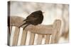 Male Blackbird (Turdus Merula) Perched in Winter, with Feathers Ruffled, Scotland, UK-Mark Hamblin-Stretched Canvas