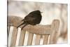 Male Blackbird (Turdus Merula) Perched in Winter, with Feathers Ruffled, Scotland, UK-Mark Hamblin-Stretched Canvas