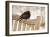 Male Blackbird (Turdus Merula) Perched in Winter, with Feathers Ruffled, Scotland, UK-Mark Hamblin-Framed Photographic Print