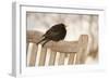 Male Blackbird (Turdus Merula) Perched in Winter, with Feathers Ruffled, Scotland, UK-Mark Hamblin-Framed Photographic Print