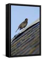 Male Blackbird (Turdus Merula) Perched on Old Barn Roof, Inverness-Shire, Scotland, UK, November-Mark Hamblin-Framed Stretched Canvas