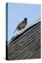 Male Blackbird (Turdus Merula) Perched on Old Barn Roof, Inverness-Shire, Scotland, UK, November-Mark Hamblin-Stretched Canvas