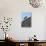 Male Blackbird (Turdus Merula) Perched on Old Barn Roof, Inverness-Shire, Scotland, UK, November-Mark Hamblin-Photographic Print displayed on a wall