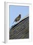 Male Blackbird (Turdus Merula) Perched on Old Barn Roof, Inverness-Shire, Scotland, UK, November-Mark Hamblin-Framed Photographic Print