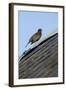 Male Blackbird (Turdus Merula) Perched on Old Barn Roof, Inverness-Shire, Scotland, UK, November-Mark Hamblin-Framed Photographic Print