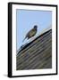 Male Blackbird (Turdus Merula) Perched on Old Barn Roof, Inverness-Shire, Scotland, UK, November-Mark Hamblin-Framed Photographic Print