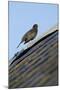 Male Blackbird (Turdus Merula) Perched on Old Barn Roof, Inverness-Shire, Scotland, UK, November-Mark Hamblin-Mounted Photographic Print